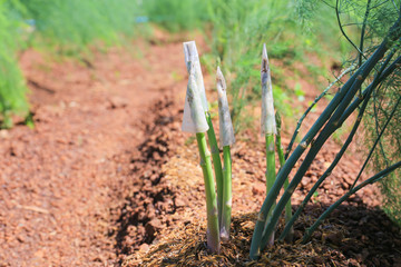 Asparagus shoot before becoming woody