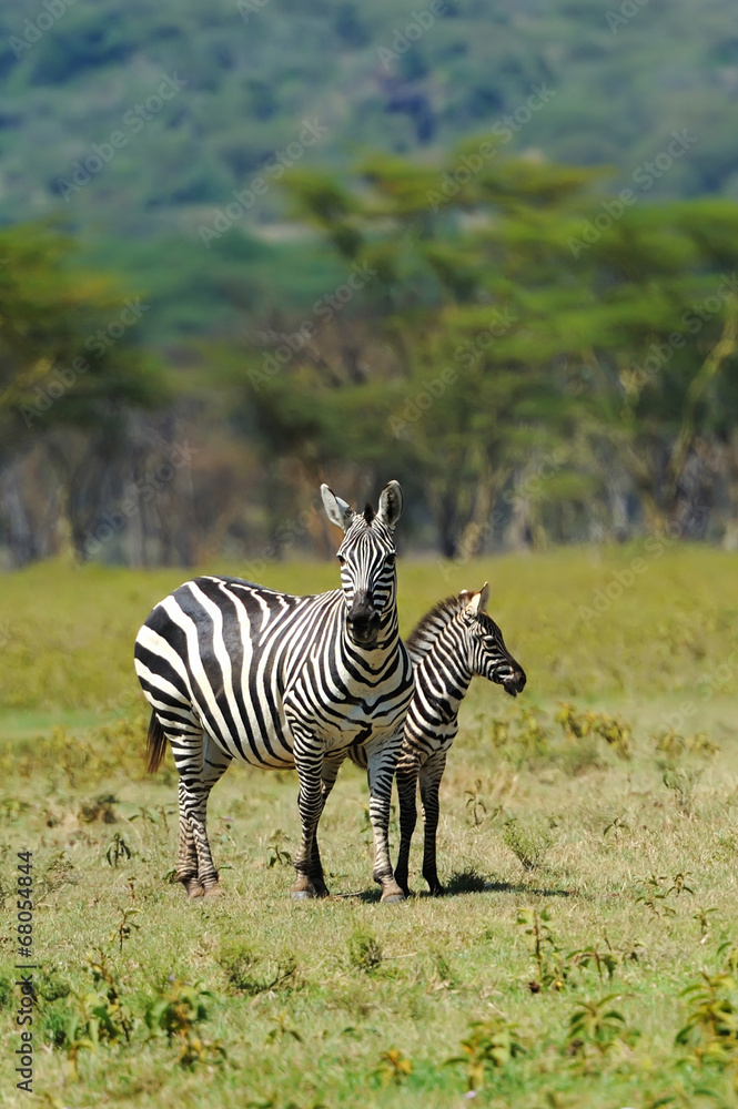 Wall mural Zebra