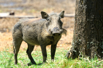 Warthog