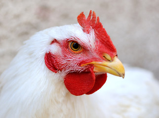 White chicken