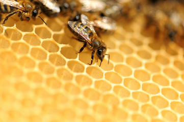 Close up view of the working bees