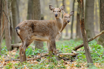 Deer