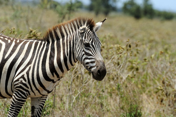 Zebra