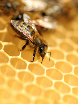 Close up view of the working bees