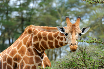 Giraffe