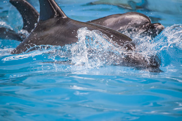 Fototapeta premium dolphin