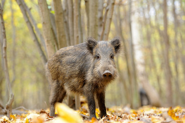 Wild boar