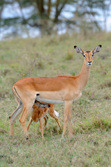 Baby impala with his mother