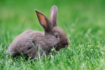 Rabbit in the grass