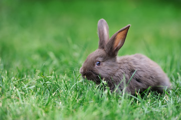 Naklejka na ściany i meble Rabbit in the grass