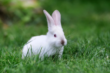 Rabbit in the grass
