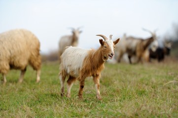 Goat in meadow