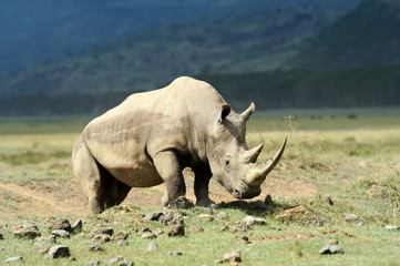 Obraz premium Rhino