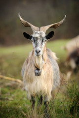 Naklejka na ściany i meble Goat in meadow
