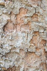 Wood bark texture background