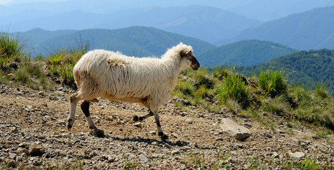 Sheep in mountain