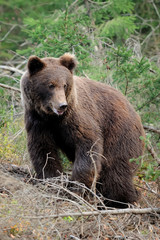 Big bear in forest