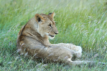 Naklejka premium Lion