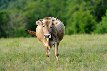 Cow in nature