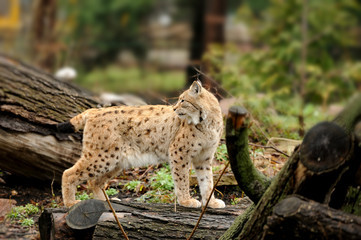 Young lynx