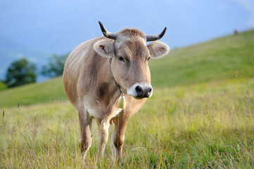 Cow in nature