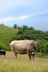 Cow in nature