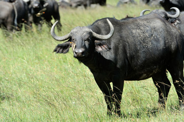 Buffalo