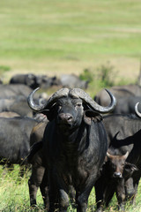 Fototapeta premium Buffalo