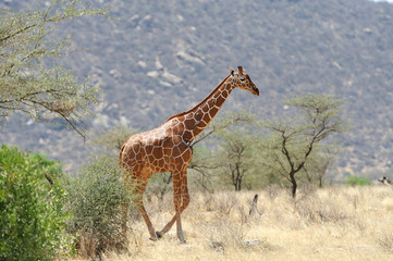 Giraffe