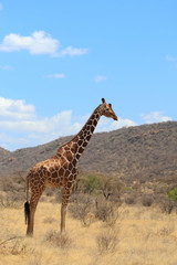 Giraffe