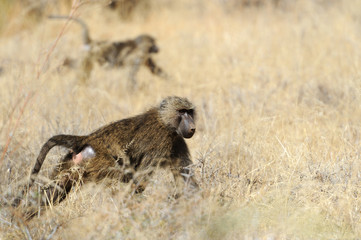 Olive baboon