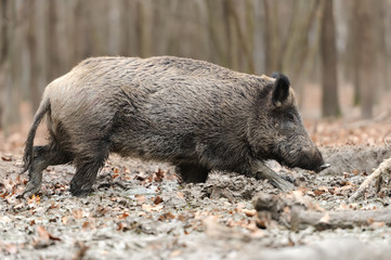 Wild boar