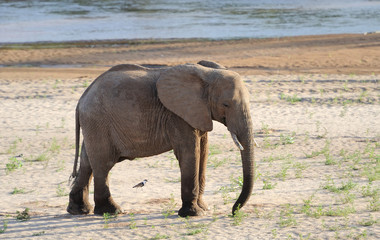 Obraz premium Elephant