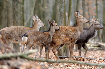 Deer