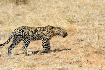 Leopard