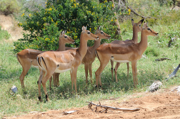 Impala