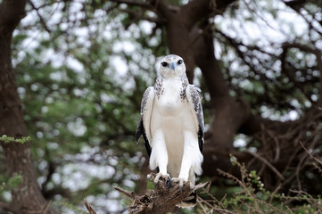 Martial eagle