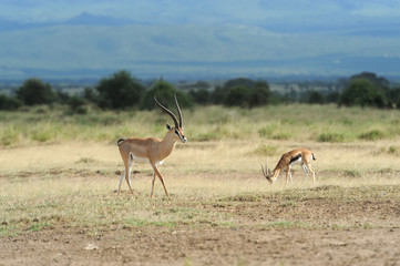 Thomson's gazelle