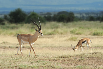 Thomson's gazelle