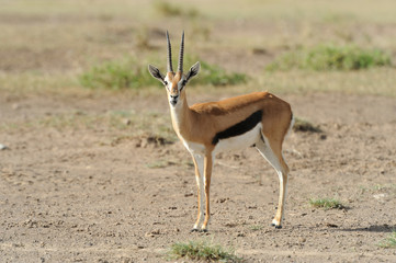 Thomson's gazelle
