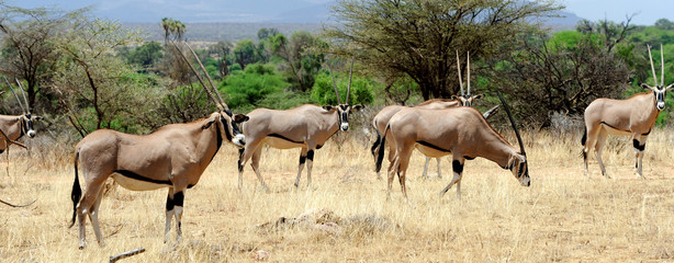 Gemsbok