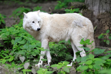 Fototapeta premium Arctic Wolf