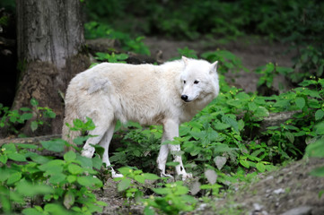 Fototapeta premium Arctic Wolf