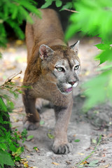Cougar