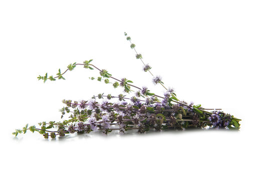 Ramillete de poleo menta aislado sobre fondo blanco