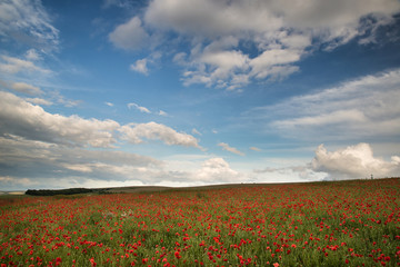 Beautiful poppy field landscape during sunset with dramatic sky