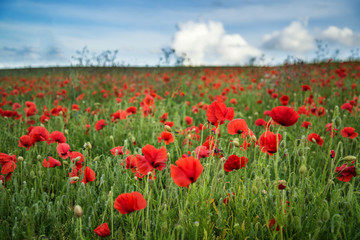 Beautiful poppy field landscape during sunset with dramatic sky