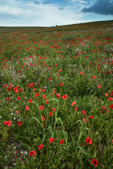 Beautiful poppy field landscape during sunset with dramatic sky