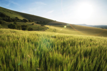 Beautiful landscape wheat field in bright Summer sunlight evenin