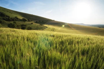 Foto op Aluminium Prachtig landschap tarweveld in fel zomerzonlicht evenin © veneratio